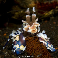 Harlequin shrimp feeding on starfish by John Miller 